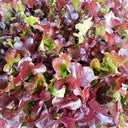 Red Maple Oak Leaf Purple Lettuce Seeds, 5g