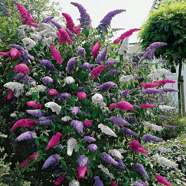 Mixed Butterfly Bush, 10 Seeds