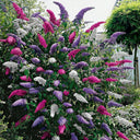 Mixed Butterfly Bush, 10 Seeds
