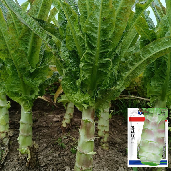 'Xiangsihong' Stem Lettuce Seeds, 10g