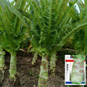 'Xiangsihong' Stem Lettuce Seeds, 10g