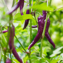Cayenne Purple Pepper, 10-20 Seeds