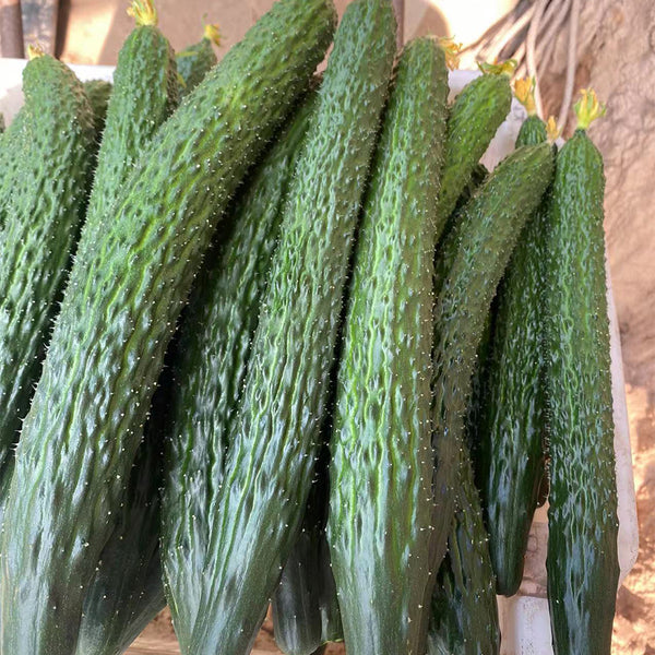 'Boya 816' Cucumber, 50 Seeds