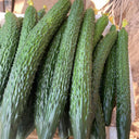'Boya 816' Cucumber, 50 Seeds