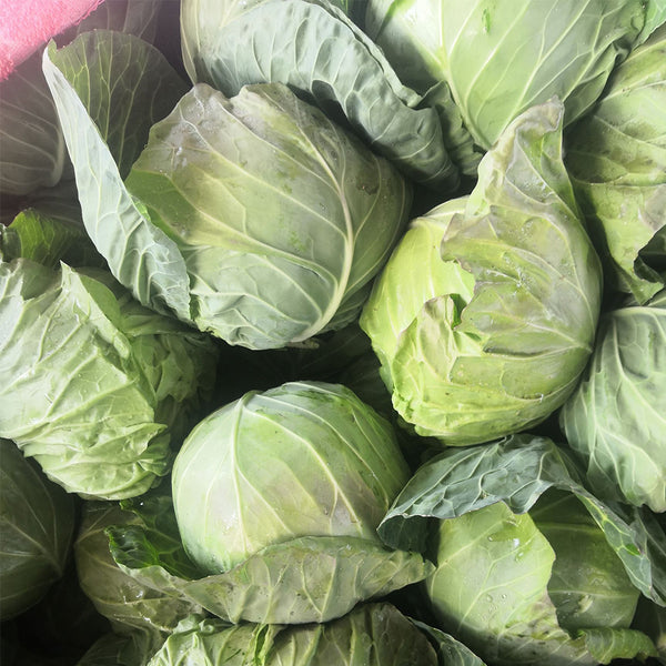 Xingyou Jingfeng No.1 Cabbage, 1000 Seeds