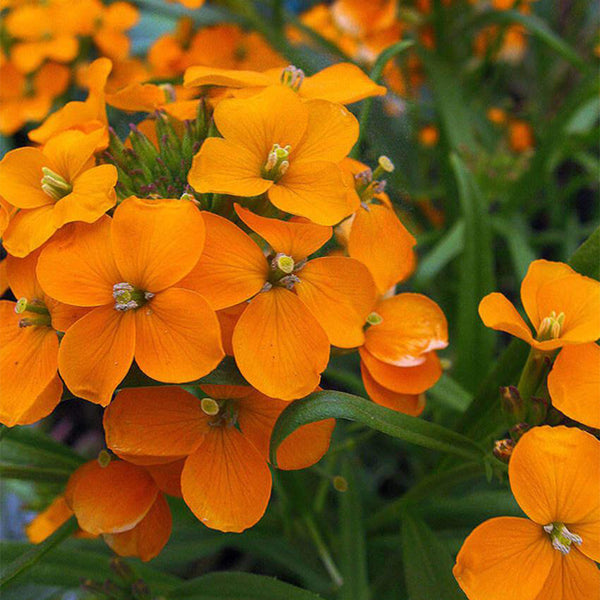 Orange Wallflower, 500 Seeds