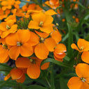 Orange Wallflower, 500 Seeds