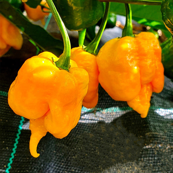 Yellow Carolina Reaper Pepper, 5 Seeds