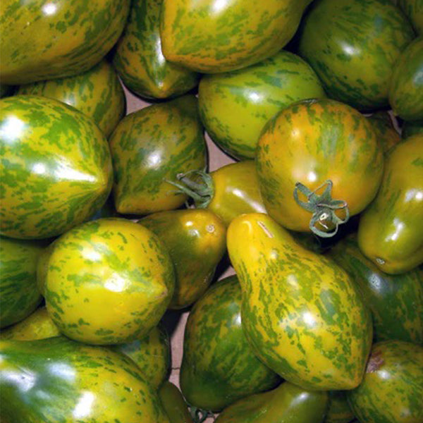 Mint Julep Tomato, 15 Seeds