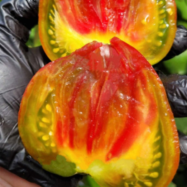 1024 Magic Rainbow Tomato, 5 Seeds