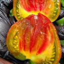 1024 Magic Rainbow Tomato, 5 Seeds