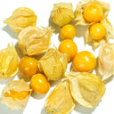 Groundcherry Seeds, ~500 Seeds