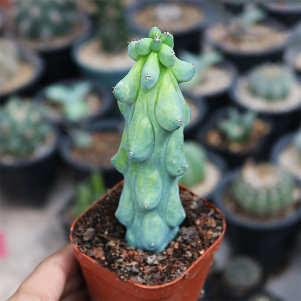 Myrtillocactus geometrizans 'Fukurokuryuzinboku', 9-11cm