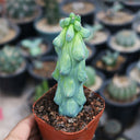 Myrtillocactus geometrizans 'Fukurokuryuzinboku', 9-11cm