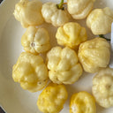 KS Lemon Starrburst Pepper, 5 Seeds