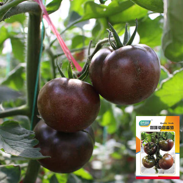 'Coffee Strawberry' Tomato Seeds, 100 Seeds
