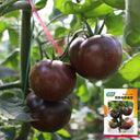 'Coffee Strawberry' Tomato Seeds, 100 Seeds
