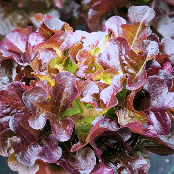 Red Maple Oak Leaf Purple Lettuce Seeds, 5g