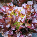 Red Maple Oak Leaf Purple Lettuce Seeds, 5g