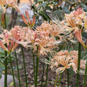Lycoris 'Champagne', 1 Bulb