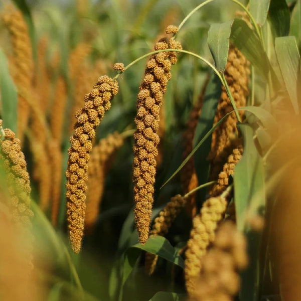 Red Foxtail Millet Seeds, 150g