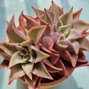 Echeveria cv. 'Dumpling Wrapper', 3pcs x 1-head