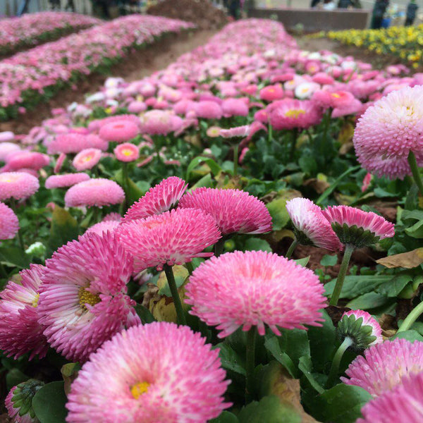Bellis perennis 'Pomponette', 100 Seeds