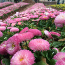 Bellis perennis 'Pomponette', 100 Seeds