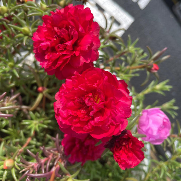Hezhichun Red Moss-Rose Purslane Seeds, 1g