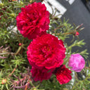 Hezhichun Red Moss-Rose Purslane Seeds, 1g
