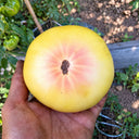 282 Weary Sun Tomato, 5 Seeds