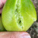 Kiwi Tomato, 100 Seeds