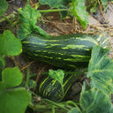 Zhengliang No.5 Pumpkin, 10 Seeds