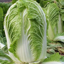 'Shengqiu 80' Chinese Cabbage Seeds, 20g
