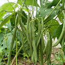 'Jiemei No. 8' Bush Bean, 40g