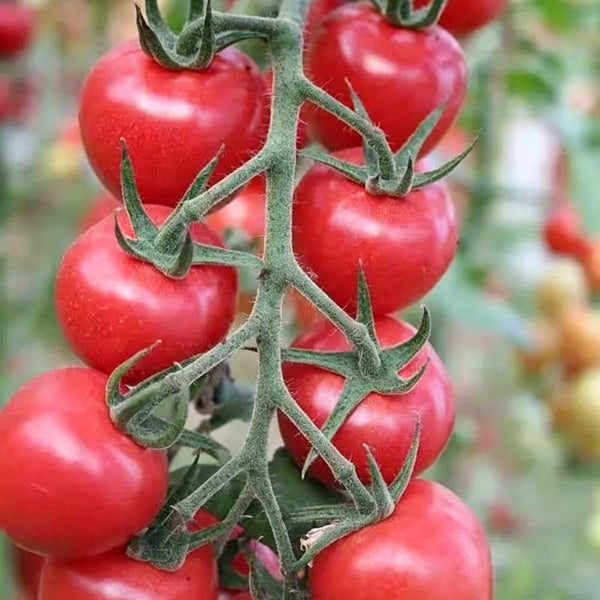 'Zhongying 2478' Cherry Tomato, 100 Seeds