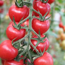 'Zhongying 2478' Cherry Tomato, 100 Seeds