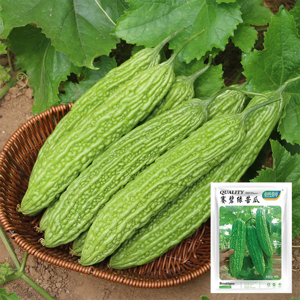 where to buy bitter melon seeds for planting Premium Dutch F1 Hybrid Emerald Green Bitter Melon Seeds for Greenhouse Success – SeedChoiceX