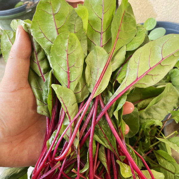 Red-stemmed Spinach Seeds, 10g
