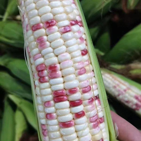 'Caitiannuo No. 6' Waxy Corn Seeds