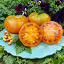 180 Jarson 17 Tomato, 5 Seeds
