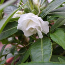 White Garden Balsam Double Flower Seeds, 100 Seeds