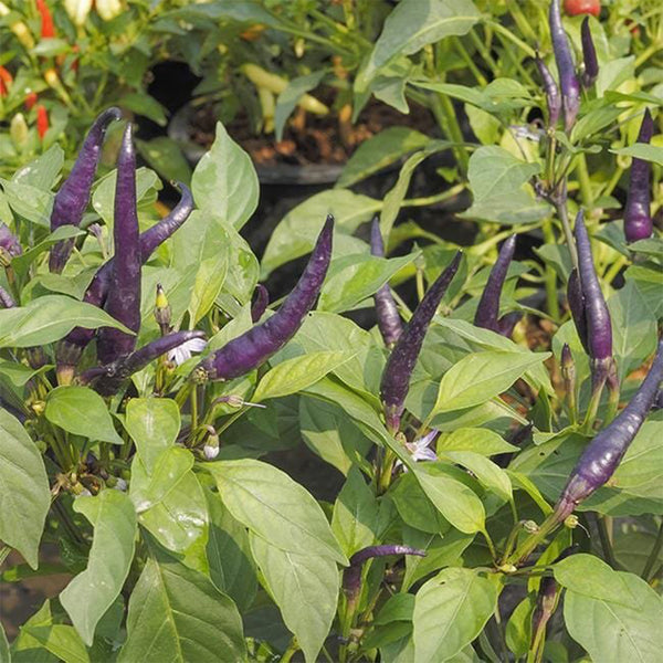 Cayenne Purple Pepper, 10-20 Seeds