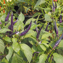 Cayenne Purple Pepper, 10-20 Seeds
