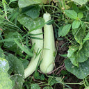 Yangchun White Melon Seeds, 50 Seeds