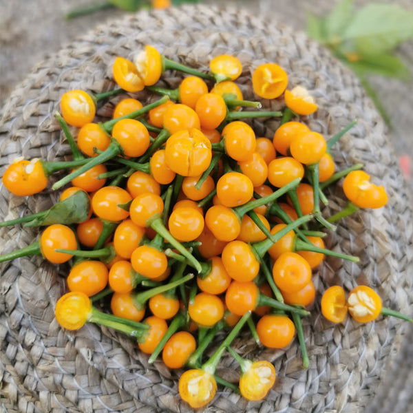 Aji Charapita, 20 Seeds