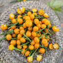 Aji Charapita, 20 Seeds