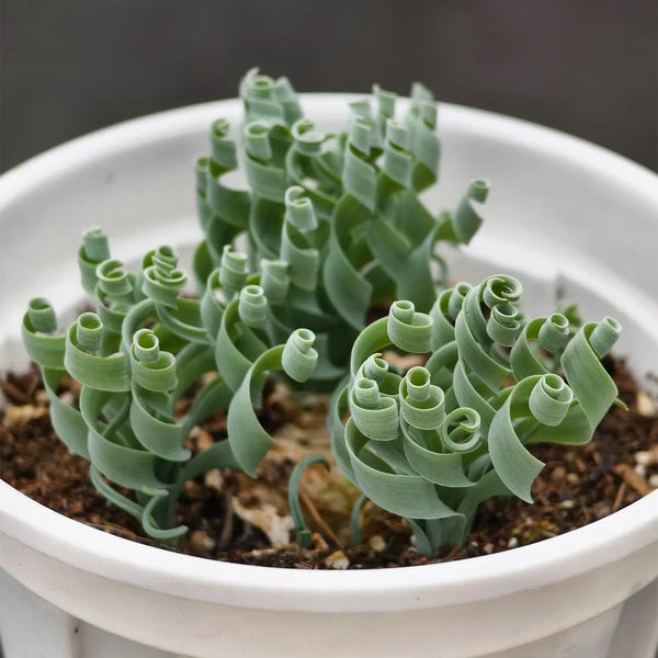 TD005 Albuca concordiana 'Guifei', 1 Dormant Bulb
