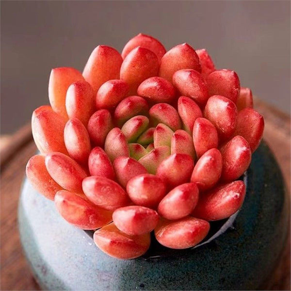 Sedeveria 'Pink Ruby', 3pcs x 1-head
