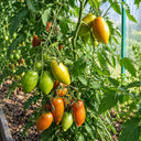 377 Bronze Heart of Angel Tomato, 5 Seeds